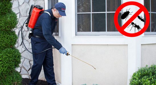 Pazarcık Fare İlaçlama böcek ilaçlama ve haşere kontrolü — ilaclama-tr.com